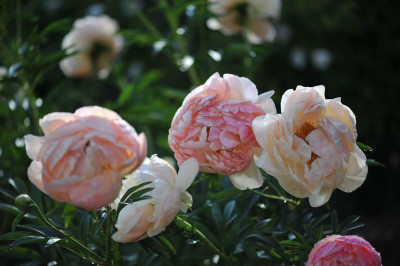 Coral Charm im Abblühen.jpg