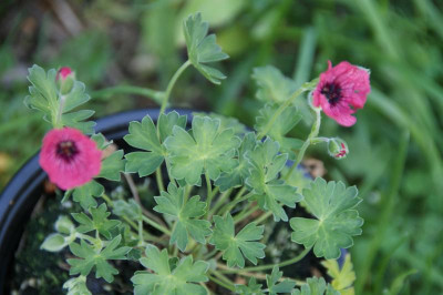 Geranium cinereum 'Jolly Jewel Salmon'.JPG