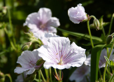2017-05-29 Geranium 'Apfelblüte'.jpg