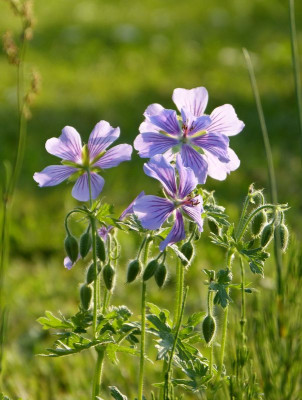 2017-05-29 Geranium ibericum 'Ushguli Grijs'.jpg