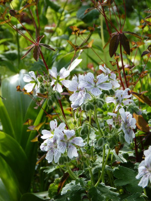 2017-05-29 Geranium renardii.jpg