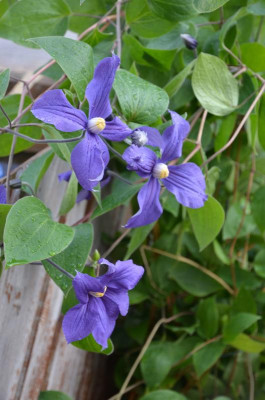Clematis-Durandii.17-2.jpg