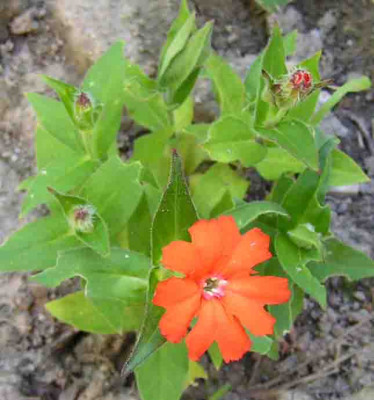 Lychnis_sieboldii.jpg