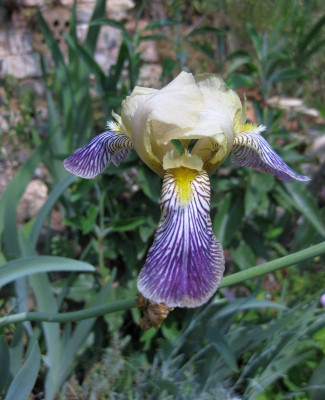 083 Iris  x 'Squalens'.jpg