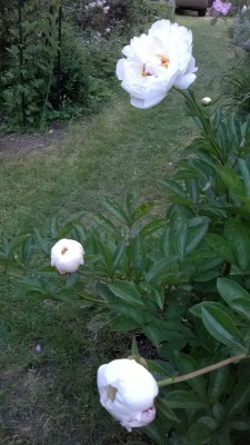 WP_20170530_028.jpg