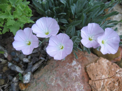 045Convolvulus suendermannii.jpg