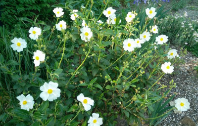 C_laurifolius_ssp_altl_310517.jpg