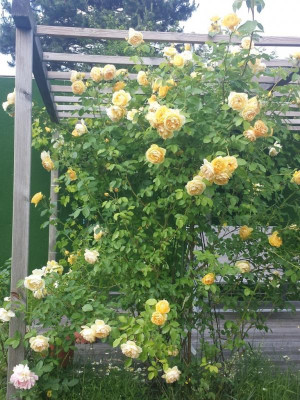 20170531_154421.jpg