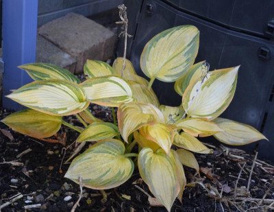 Hosta-RememberMe.16-3.jpg
