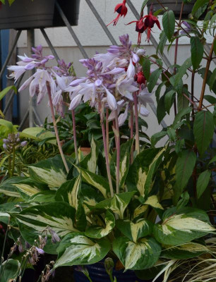 Hosta-Revolution.16-1.jpg