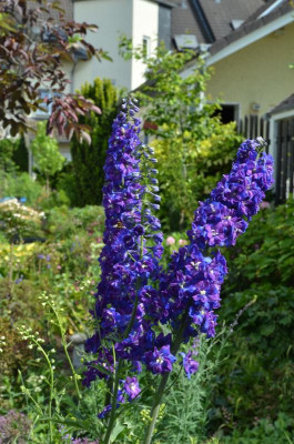 Delphinium.17-1.jpg