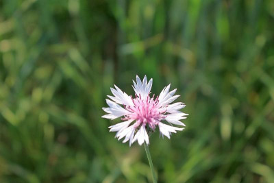 Kornblume-03.JPG