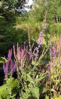 Salvia_transsylvanica.jpg