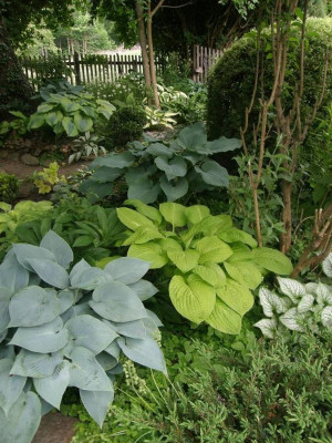 hostas.JPG