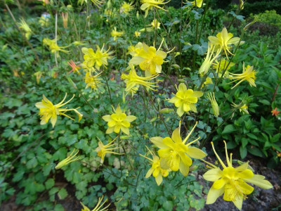 Aquilegia chrysantha Mai 2017.JPG