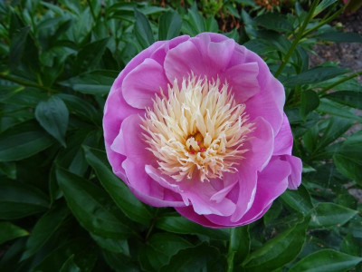 Paeonia Bowl of Beauty Mai 2017.JPG