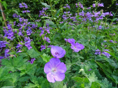 Penstemon serrulatus Mai 2017.JPG