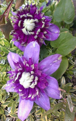 2017_Clematis_Taiga.jpg