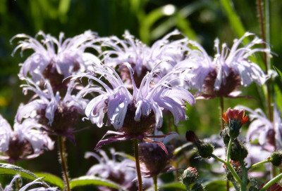 2017-05-31 Monarda bradburiana.jpg