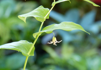 2017-05-31 Streptopus amplexifolius var. papillatus.jpg