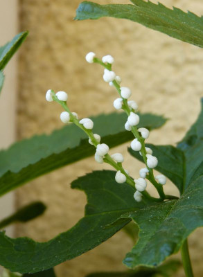 2017-05-31 Chloranthus serratus.jpg
