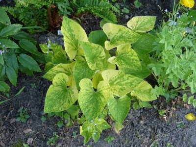 2017-05-31 Brunnera macrophylla 'Langford Hewitt'.jpg
