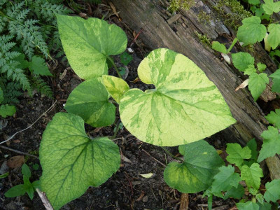 2017-05-31 Brunnera macrophylla 'Giordano Gold'.jpg