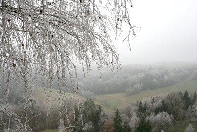 Nebel-an-Weihn.-1.jpg