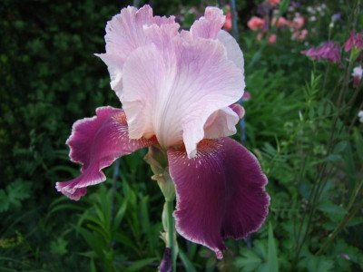 2017_0531MainurIris0157.JPG