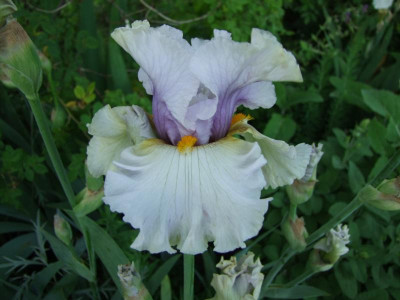 2017_0531MainurIris0171.JPG
