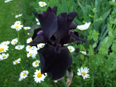 2017_0531MainurIris0172.jpg