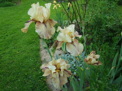2017_0531MainurIris0180.jpg