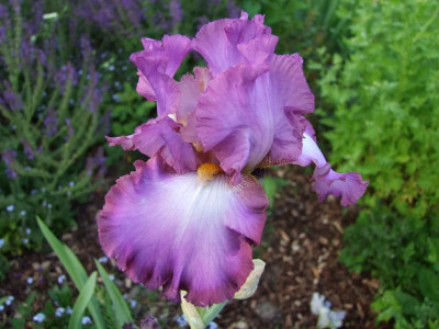 2017_0531MainurIris0194.JPG