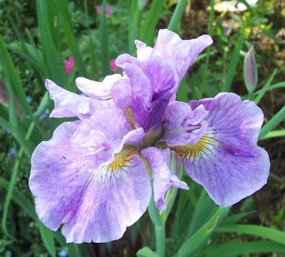 100_7162 I. sibirica gefüllt.jpg