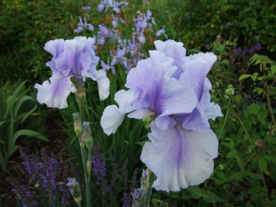 2017_0531MainurIris0206.JPG