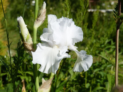 2017-05-31 Iris barbata elatior 'Frison Roche'.jpg