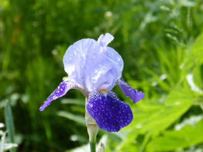 2017-05-29 Iris 'Rheintraube'.jpg
