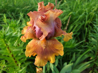 2017_0531MainurIris0218.jpg