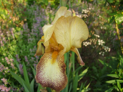 2017_0531MainurIris0077.JPG