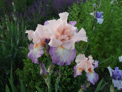 2017_0531MainurIris0191.JPG