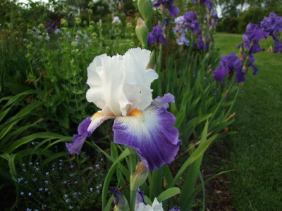 2017_0531MainurIris0235.JPG