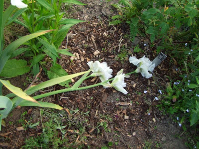 2017_0531MainurIris0232.JPG