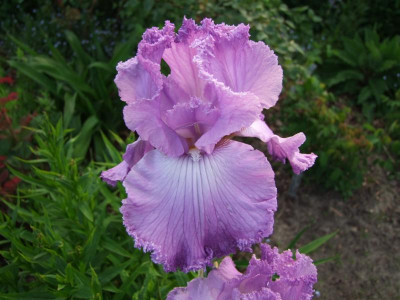 2017_0531MainurIris0233.JPG
