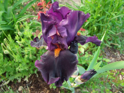 2017_0531MainurIris0237.JPG