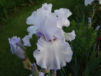 2017_0531MainurIris0241.JPG