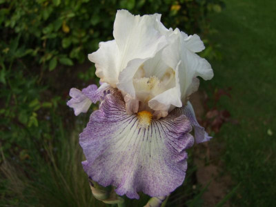 2017_0531MainurIris0268.JPG