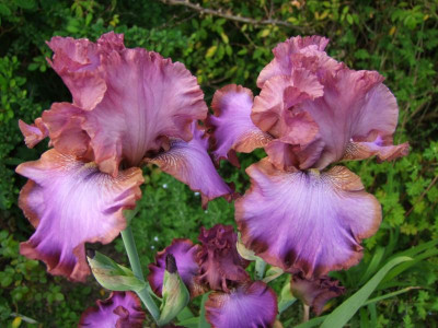 2017_0531MainurIris0264.JPG