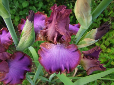 2017_0531MainurIris0265.JPG