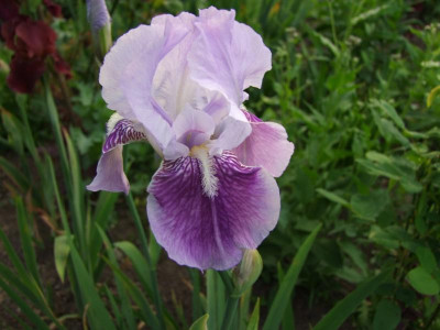 2017_0531MainurIris0270.JPG