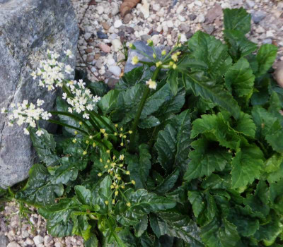 Aegopodium podegraria ...    31.5.17 001.jpg